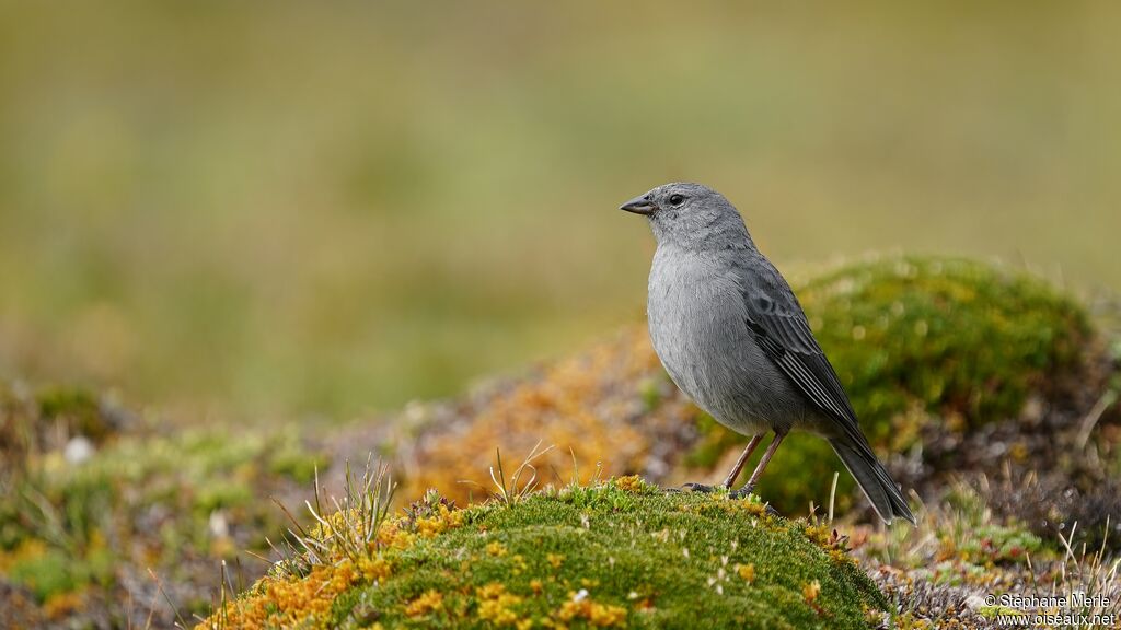 Plumbeous Sierra Finch