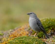 Plumbeous Sierra Finch