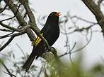 Piauhau noir
