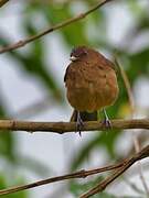 Rufous Piha