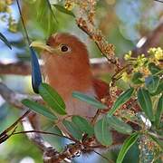 Squirrel Cuckoo