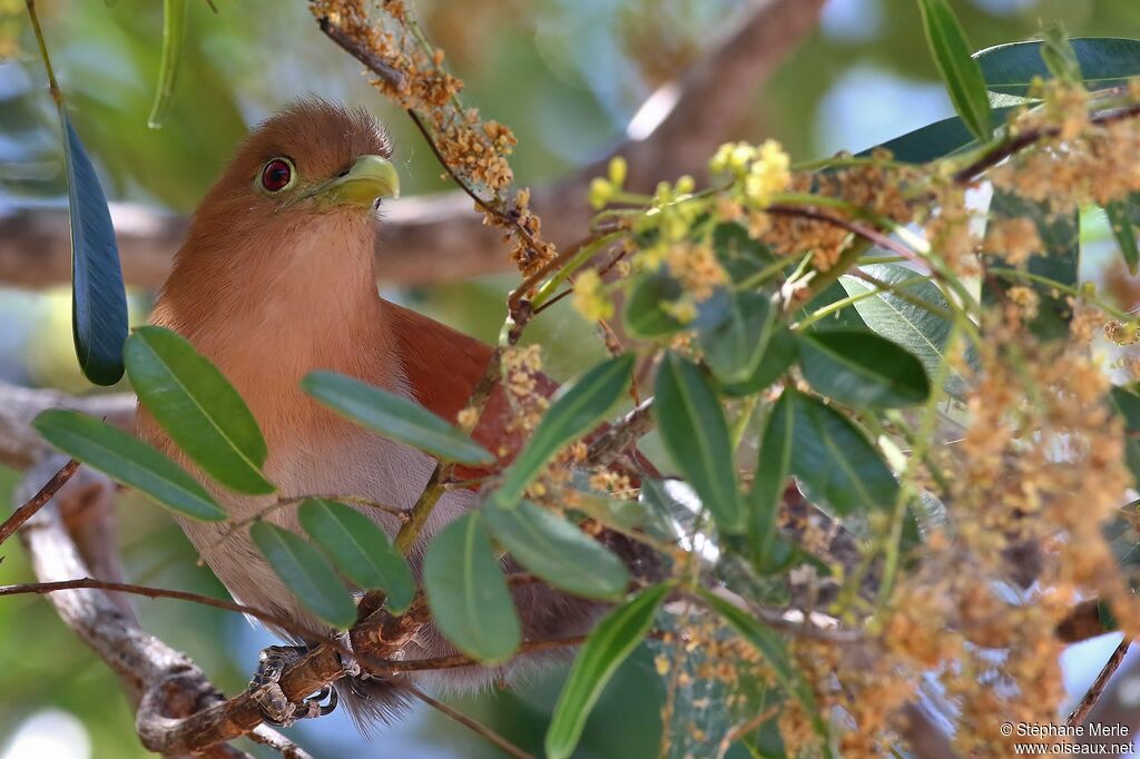 Squirrel Cuckoo