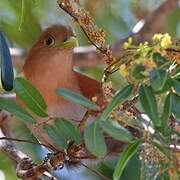 Squirrel Cuckoo