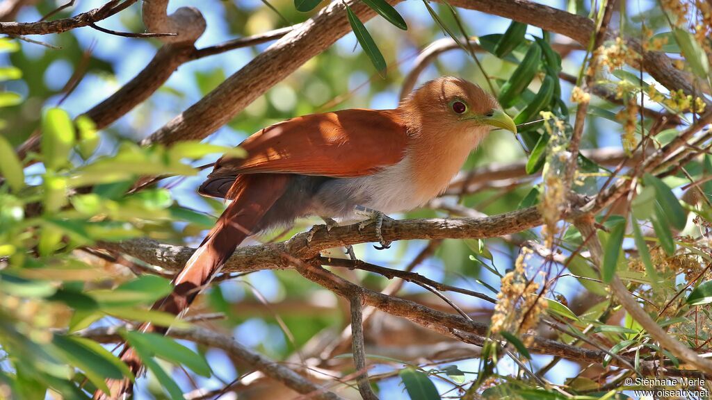 Squirrel Cuckoo