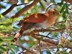 Squirrel Cuckoo