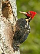 Pale-billed Woodpecker