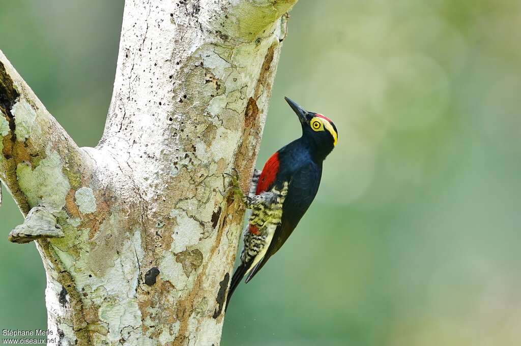 Yellow-tufted Woodpecker male adult, identification