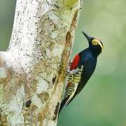 Yellow-tufted Woodpecker