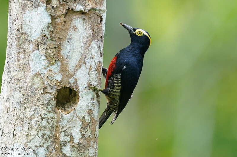 Yellow-tufted Woodpecker female adult, identification
