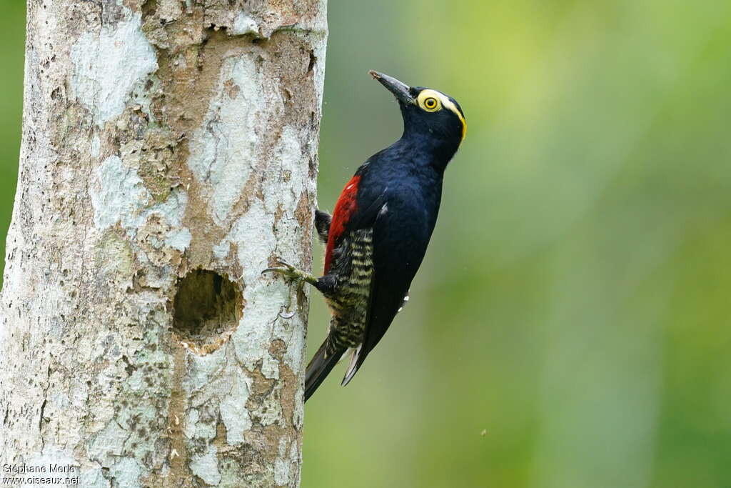 Yellow-tufted Woodpecker female adult, identification