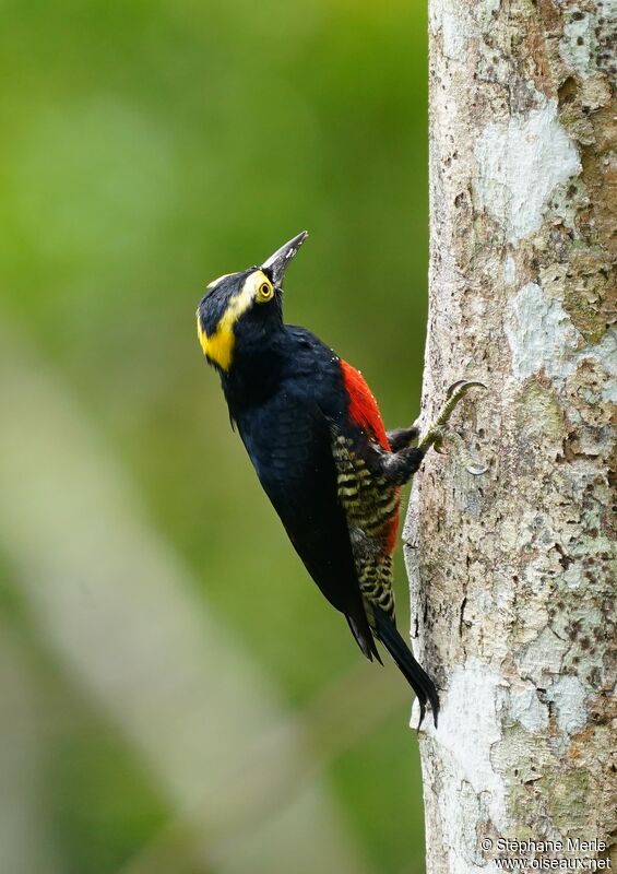 Yellow-tufted Woodpecker female adult
