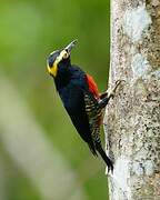 Yellow-tufted Woodpecker