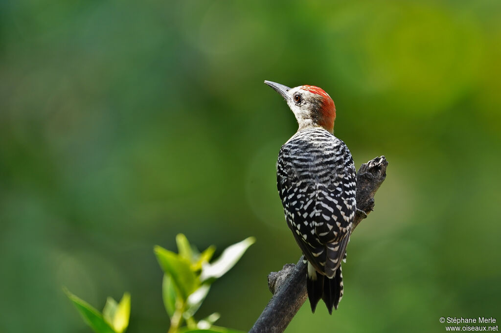 Red-crowned Woodpecker male adult