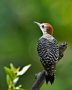 Red-crowned Woodpecker