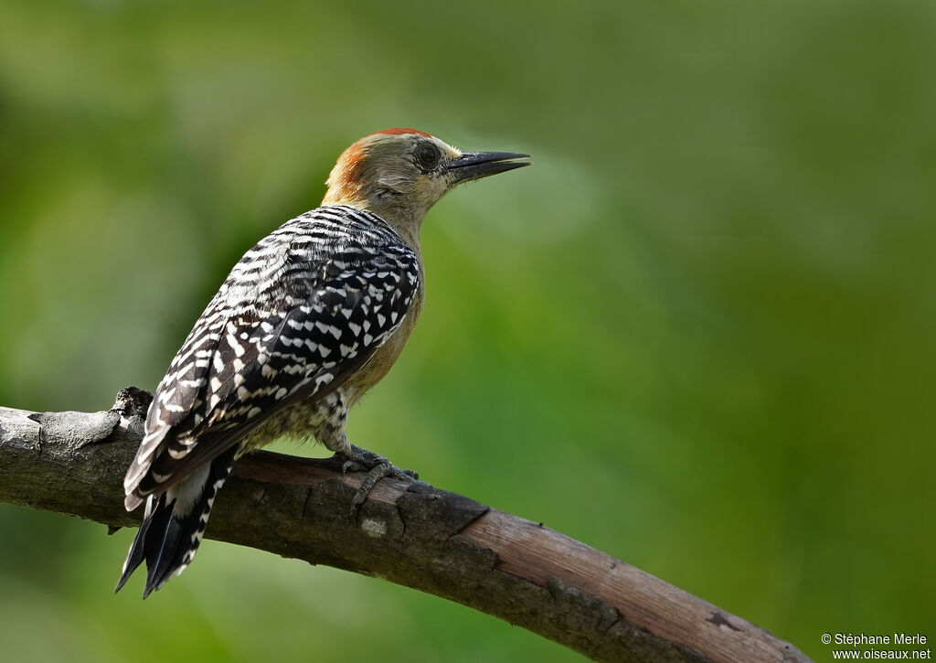 Red-crowned Woodpeckeradult