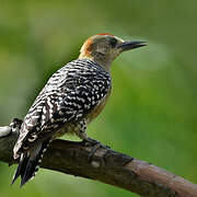 Red-crowned Woodpecker