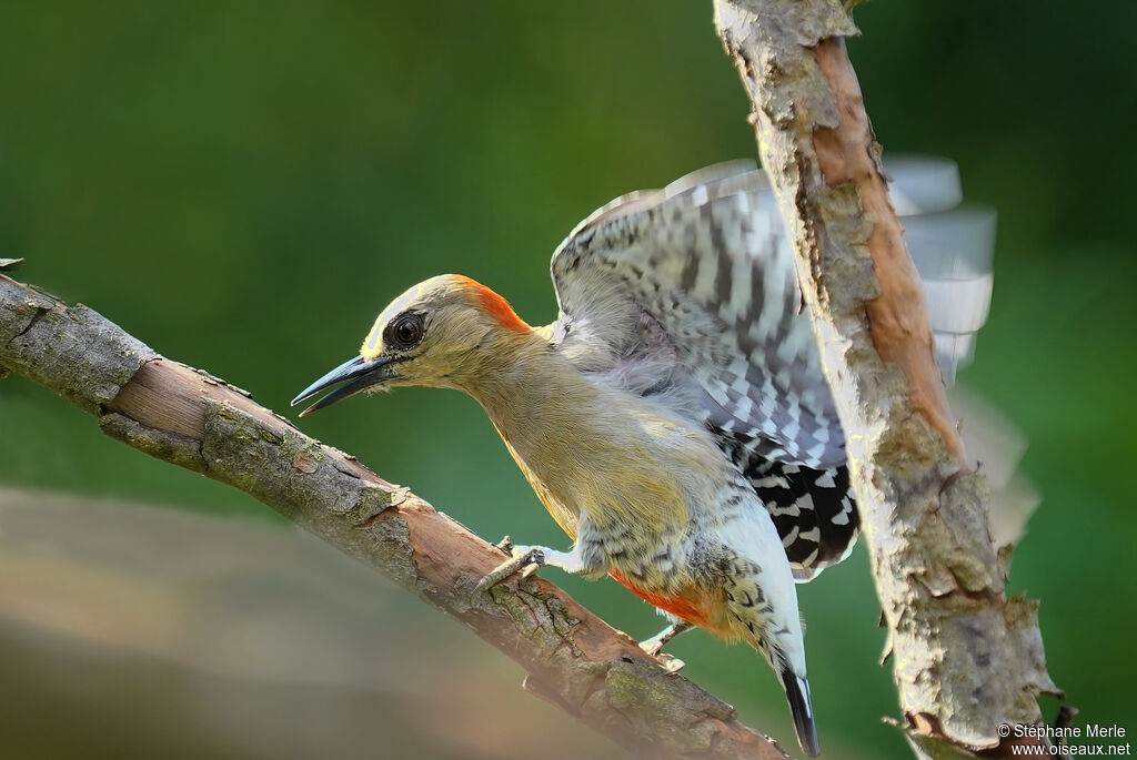 Red-crowned Woodpecker female adult