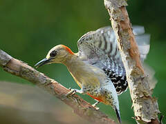 Red-crowned Woodpecker