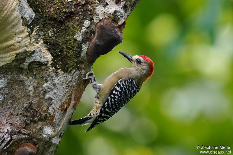Red-crowned Woodpecker male adult