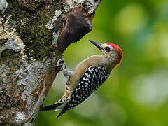 Red-crowned Woodpecker