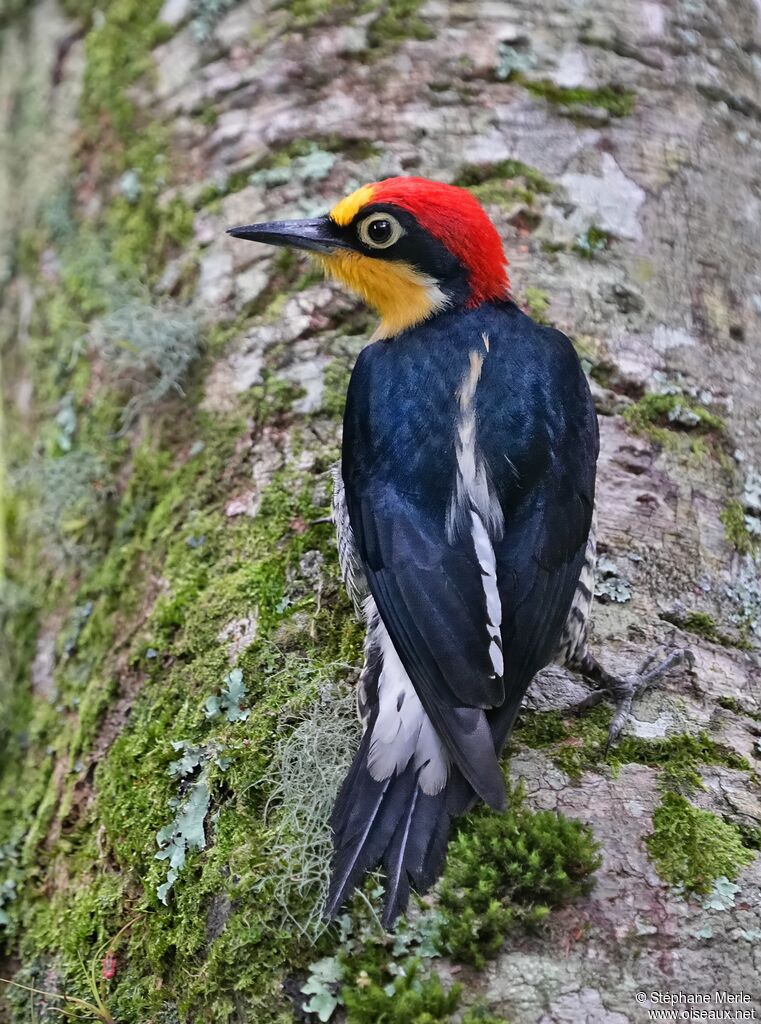 Yellow-fronted Woodpecker male adult