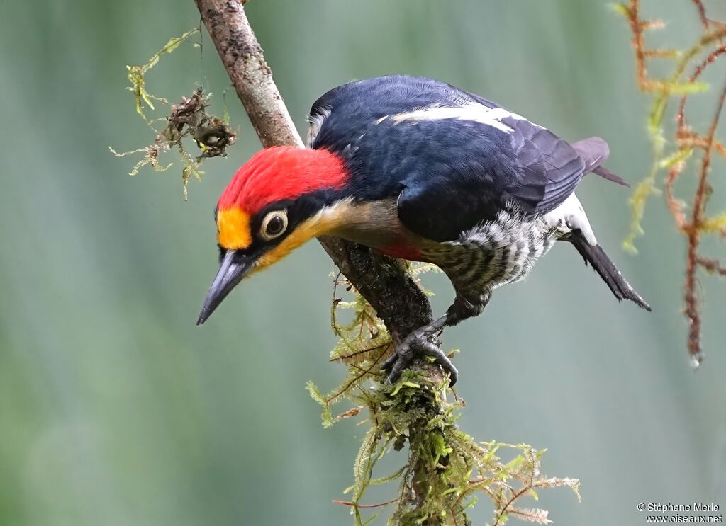 Yellow-fronted Woodpecker male adult