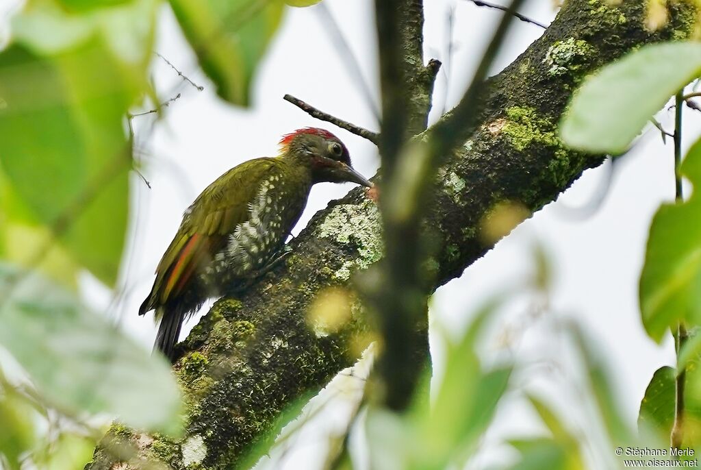 Lesser Yellownapeadult