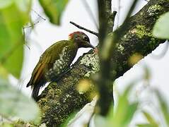 Lesser Yellownape