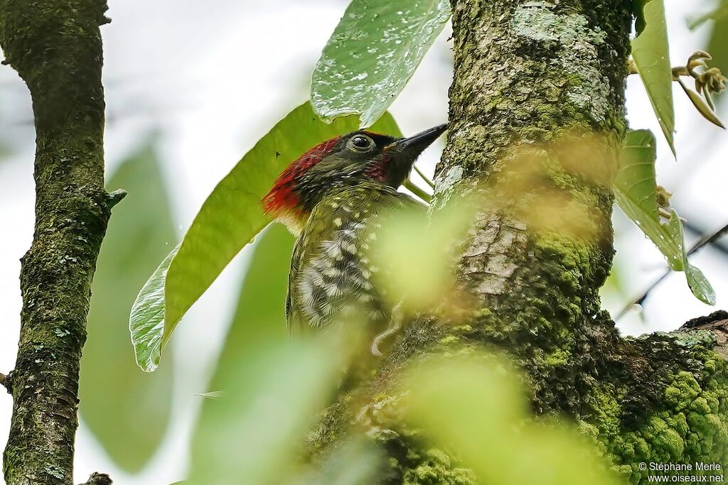 Lesser Yellownapeadult