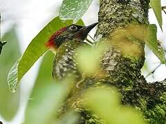 Lesser Yellownape