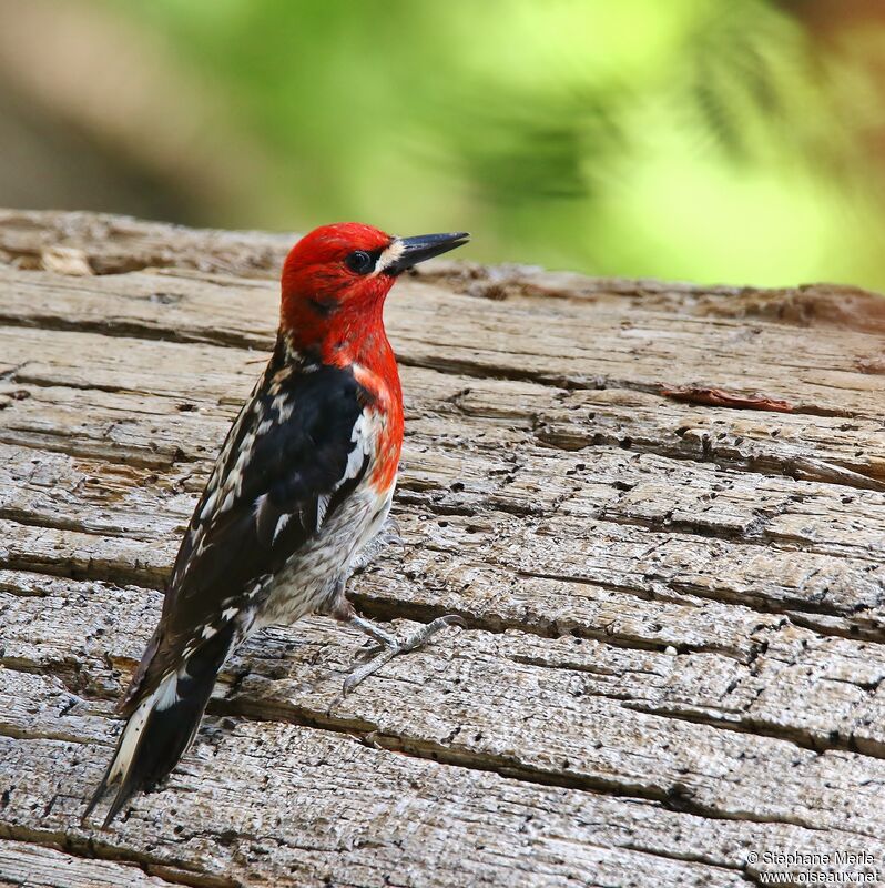 Red-breasted Sapsucker male adult