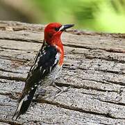 Red-breasted Sapsucker