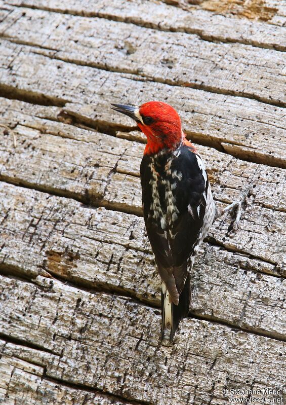 Red-breasted Sapsucker male