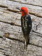 Red-breasted Sapsucker