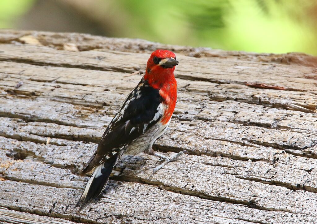 Red-breasted Sapsucker male