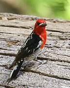 Red-breasted Sapsucker