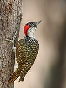 Golden-tailed Woodpecker