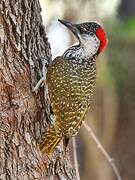 Golden-tailed Woodpecker