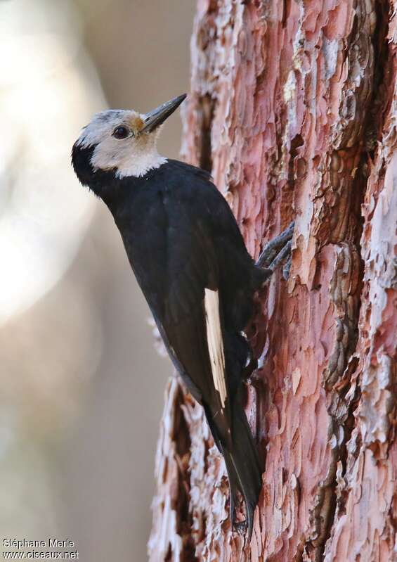 White-headed Woodpecker female adult, identification