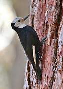 White-headed Woodpecker