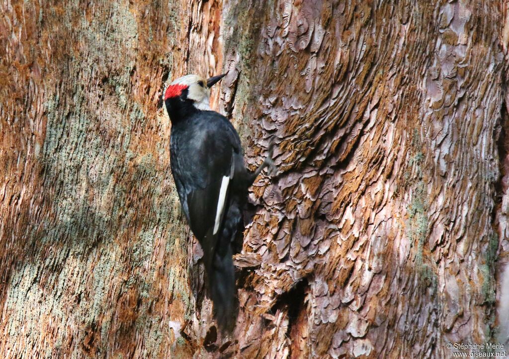 White-headed Woodpecker male adult