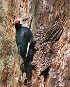 White-headed Woodpecker