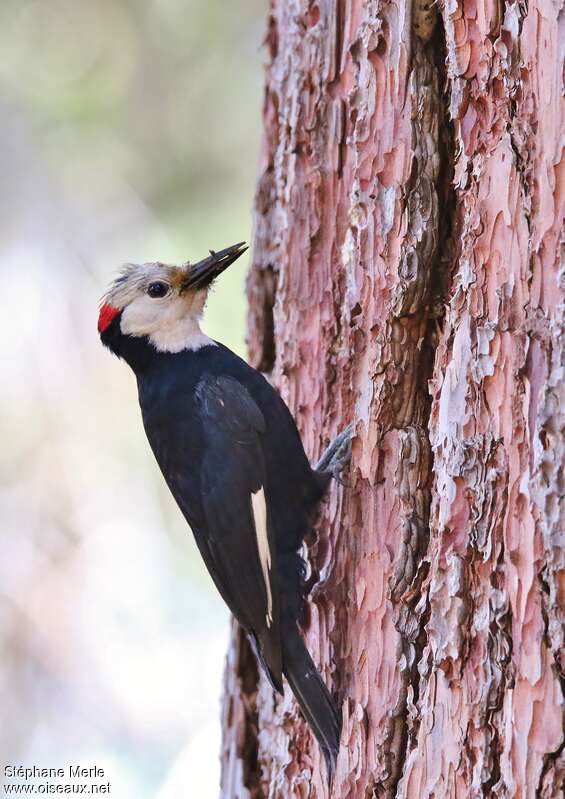 White-headed Woodpecker male adult, identification
