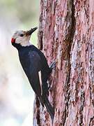 White-headed Woodpecker