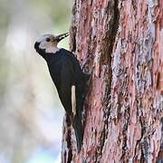 White-headed Woodpecker