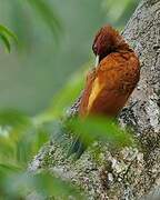 Cinnamon Woodpecker