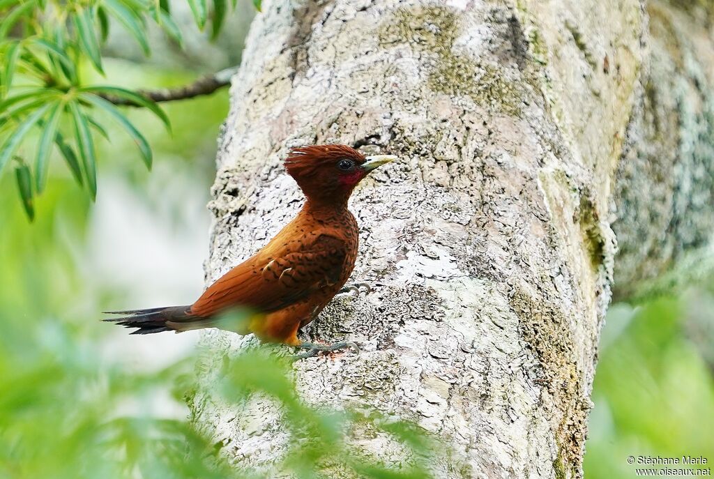 Cinnamon Woodpecker