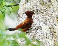 Cinnamon Woodpecker