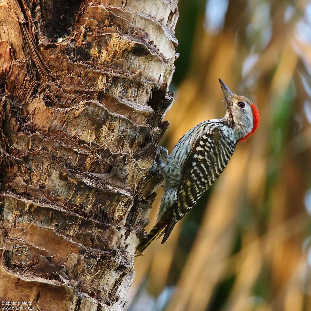 Cardinal Woodpecker male adult, identification