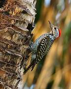 Cardinal Woodpecker